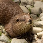 otter